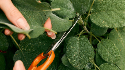 Unfurling Dispatch: Affordable Longevity Testing and the Dandelion Ritual That Works