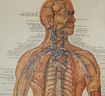 The Sculpted Secret: How Lymph & Fascia Shape Your Face, Part 1